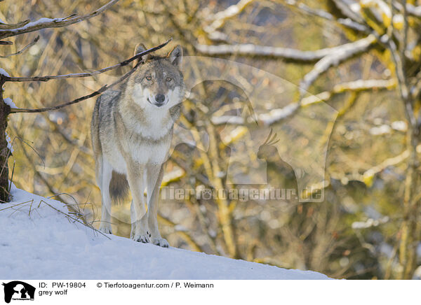 grey wolf / PW-19804