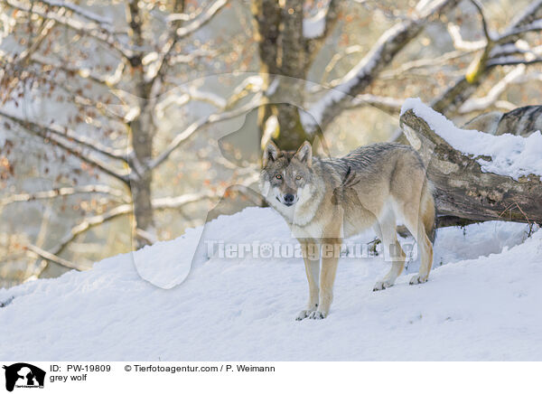 Grauwolf / grey wolf / PW-19809