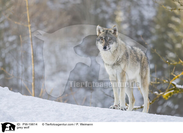 grey wolf / PW-19814