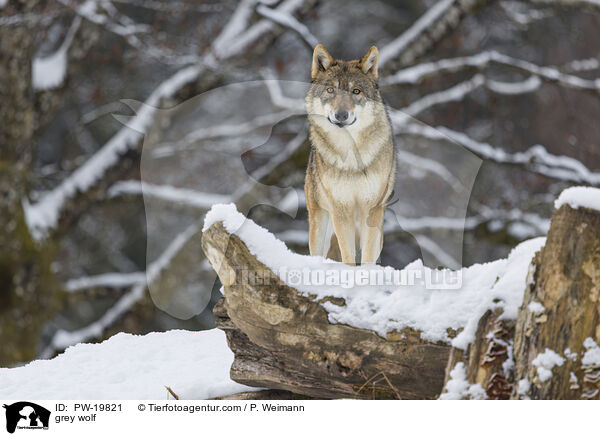 Grauwolf / grey wolf / PW-19821