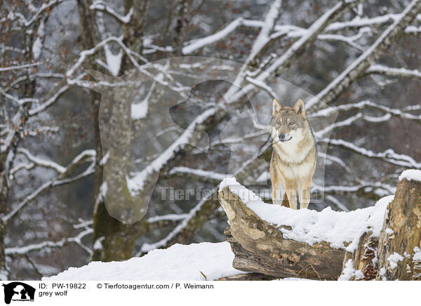 Grauwolf / grey wolf / PW-19822