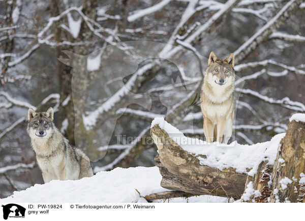 Grauwolf / grey wolf / PW-19824