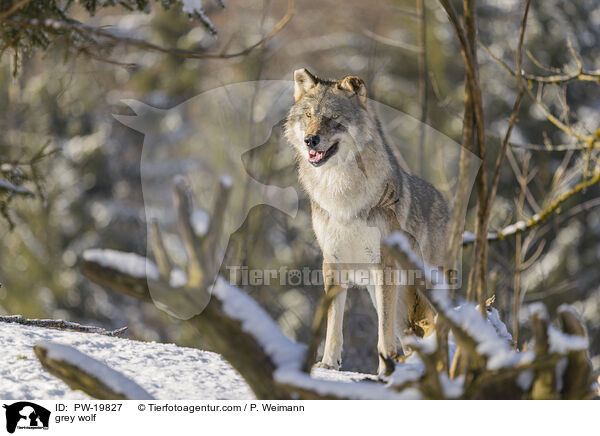 Grauwolf / grey wolf / PW-19827