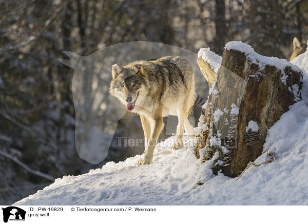 Grauwolf / grey wolf / PW-19829