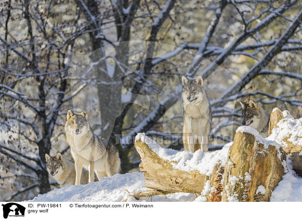 Grauwolf / grey wolf / PW-19841