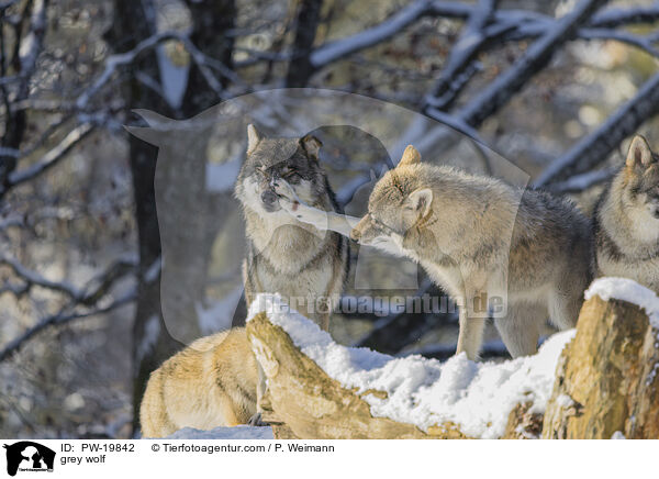 Grauwolf / grey wolf / PW-19842