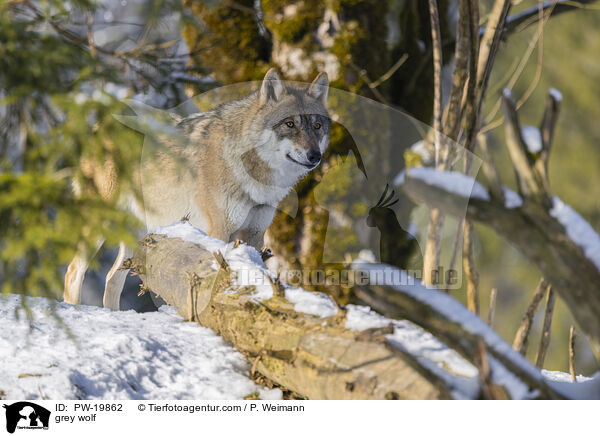 Grauwolf / grey wolf / PW-19862