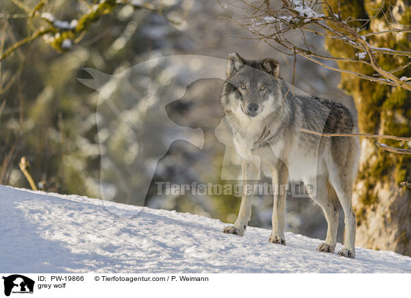 Grauwolf / grey wolf / PW-19866