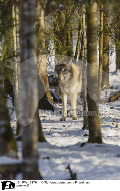 Grauwolf / grey wolf / PW-19876