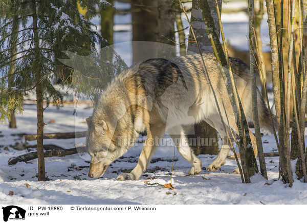 Grauwolf / grey wolf / PW-19880