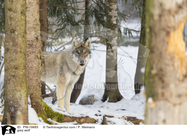 Grauwolf / grey wolf / PW-19885