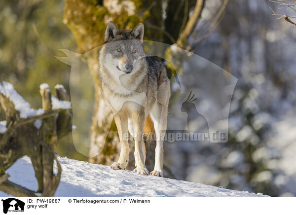 grey wolf / PW-19887