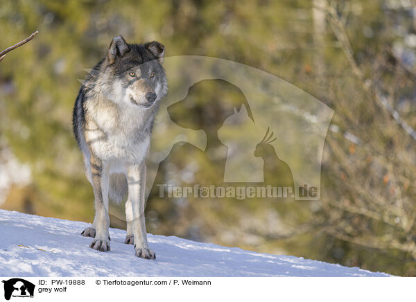 Grauwolf / grey wolf / PW-19888