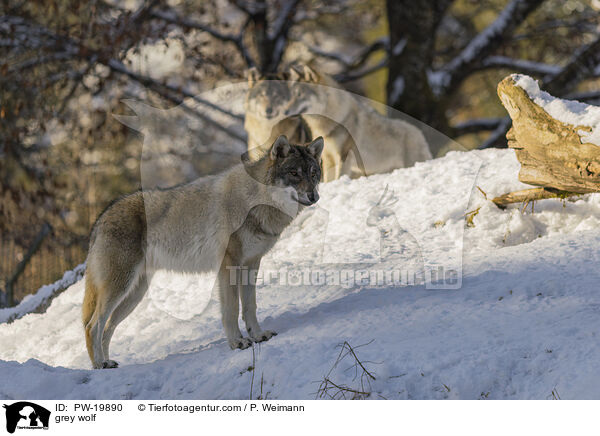 Grauwolf / grey wolf / PW-19890