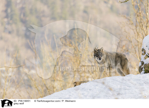 grey wolf / PW-19951