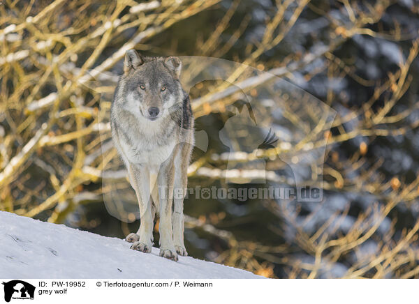 Grauwolf / grey wolf / PW-19952