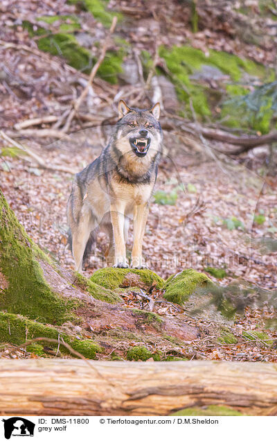 Grauwolf / grey wolf / DMS-11800