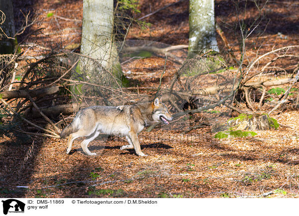 Grauwolf / grey wolf / DMS-11869