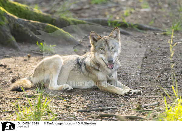 grey wolf / DMS-12949
