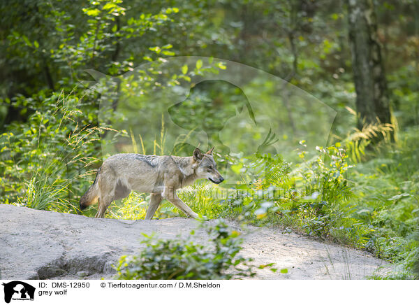 Grauwolf / grey wolf / DMS-12950