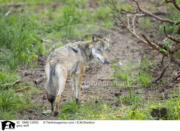 Grauwolf / grey wolf / DMS-12952