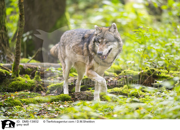Grauwolf / grey wolf / DMS-13802