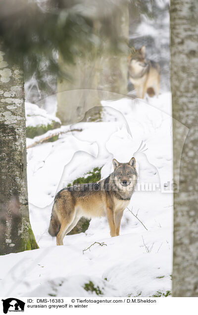 Europ�ischer Wolf im Winter / eurasian greywolf in winter / DMS-16383