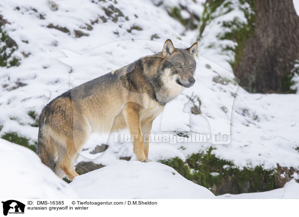 Europischer Wolf im Winter / eurasian greywolf in winter / DMS-16385