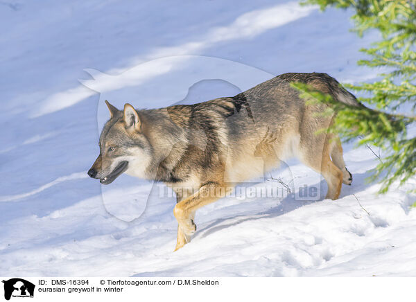 Europischer Wolf im Winter / eurasian greywolf in winter / DMS-16394
