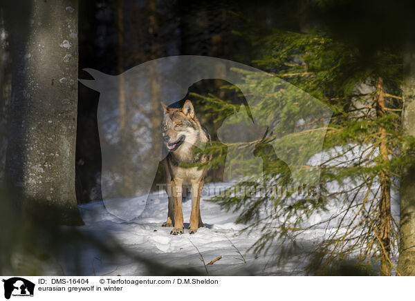 Europischer Wolf im Winter / eurasian greywolf in winter / DMS-16404