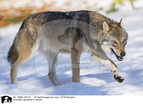 Europischer Wolf im Winter / eurasian greywolf in winter / DMS-16415