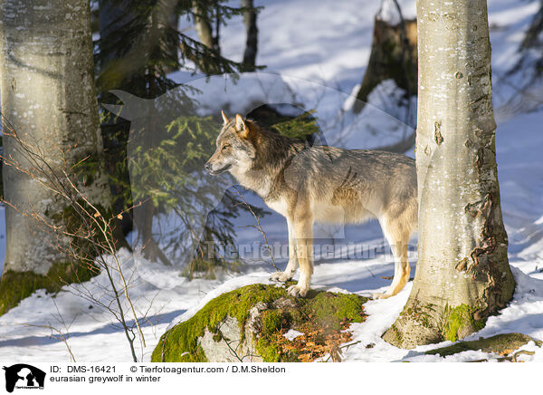 Europischer Wolf im Winter / eurasian greywolf in winter / DMS-16421