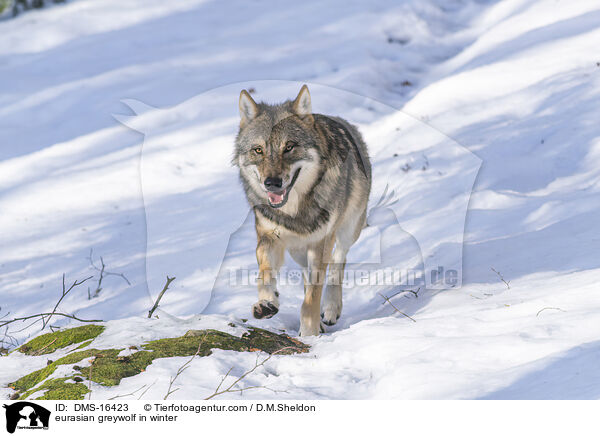 Europischer Wolf im Winter / eurasian greywolf in winter / DMS-16423