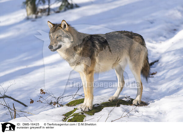 Europischer Wolf im Winter / eurasian greywolf in winter / DMS-16425