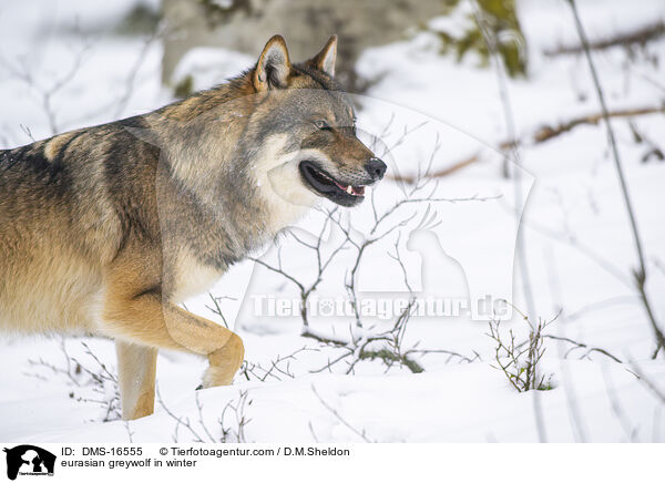 Europischer Wolf im Winter / eurasian greywolf in winter / DMS-16555