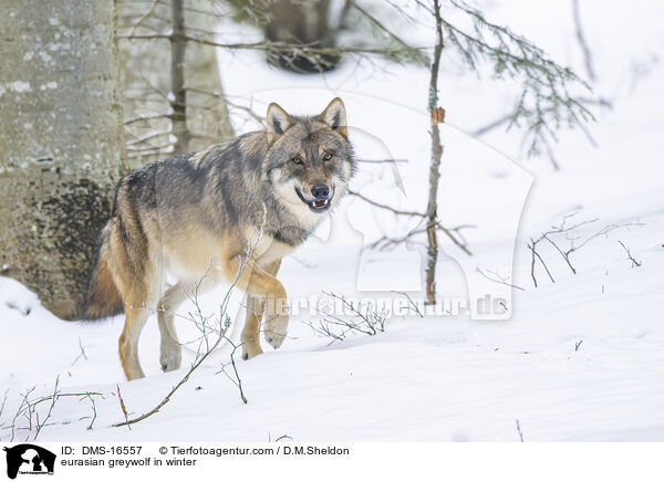 Europischer Wolf im Winter / eurasian greywolf in winter / DMS-16557