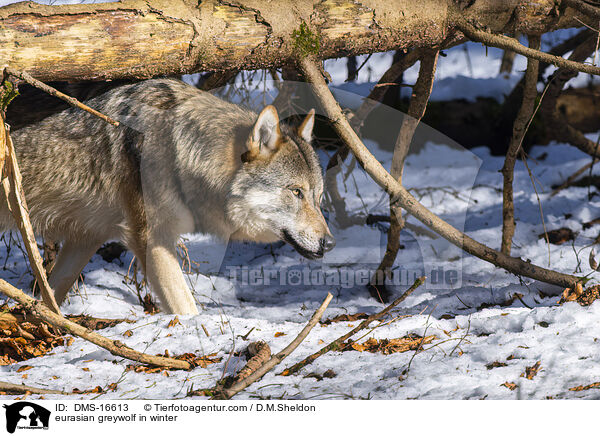 Europischer Wolf im Winter / eurasian greywolf in winter / DMS-16613