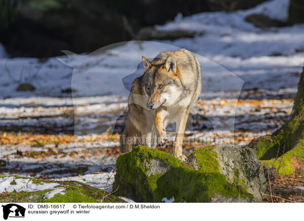 Europischer Wolf im Winter / eurasian greywolf in winter / DMS-16617