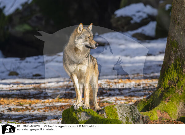 Europischer Wolf im Winter / eurasian greywolf in winter / DMS-16620