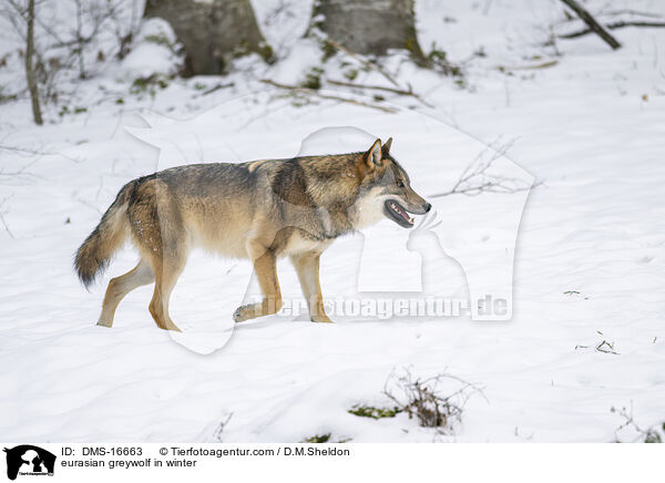 Europischer Wolf im Winter / eurasian greywolf in winter / DMS-16663