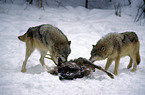 eating gray wolves