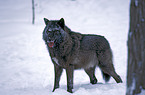 Gray Wolf