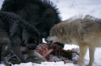 eating gray wolves