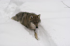 wolf in the snow