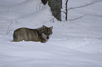 wolf in the snow