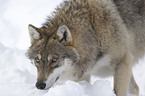 greywolf