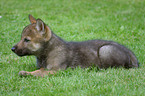 young greywolf in the meadow