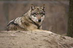 greywolf