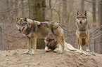 greywolfs