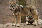 greywolfs